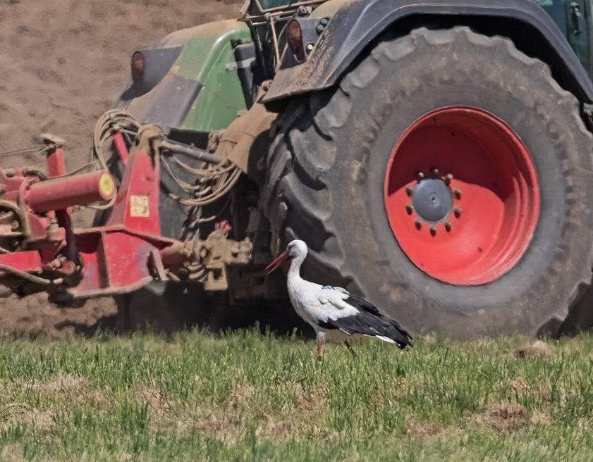 Čáp po vypuštění na svobodu  hned lovil hraboše vyorané zemědělci.