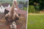 Čapí matka z Trutnovska uhořela: Ptačí rodinku zachránili místní lidé, pomohou i dalším zvířatům