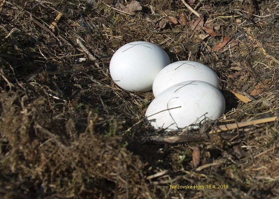Čapí vejce na hnízdě v Nalžovských Horách na Klatovsku.