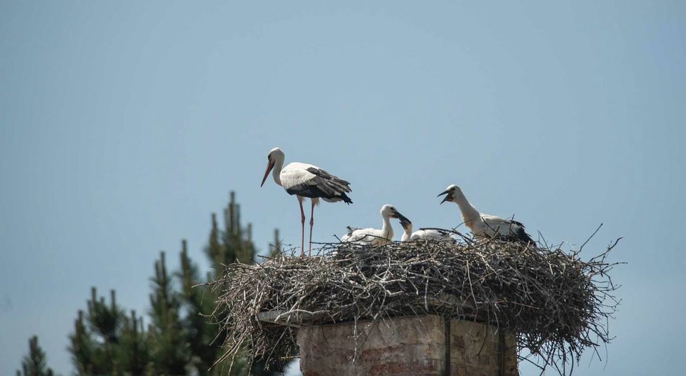 Adoptivní rodiče v Chodové Plané podstrčená čápata přijali za své.