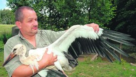Zvířecí záchranář Karel Bobál drží čápa, kterého pokousal pes