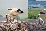 Smršť a kroupy potrápily i čapí rodinku. Samice na hnízdě v Dlouhé Loučce na Olomoucku se snažila chránit mláďata.