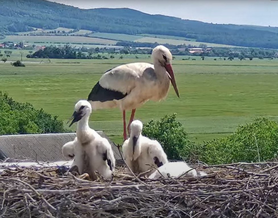 …během hodinky už byli všichni čápi jako ze žurnálu.