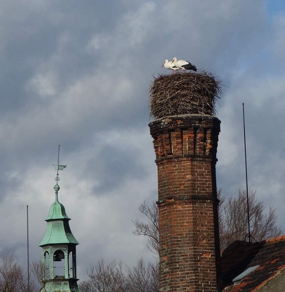 Letos čápi na komíně v Mirošově vyfotili lidé už 10. února