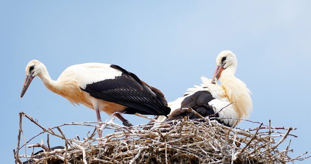 Čápi si v Ropici užívají klidu, nová hnízda si tam postavili možná potomci dvou stálých párů.