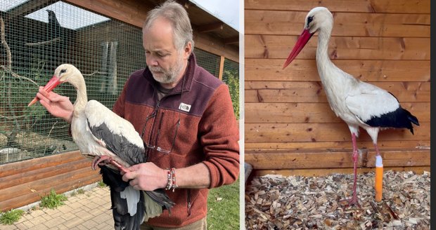 Čáp z Radomyšle přišel kvůli pytlákům o nohu: Dostane protézu, zatím ale nechce jíst