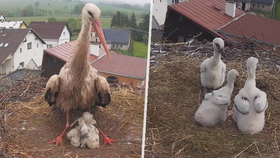 Čapí rodinka přišla o matku: Ptačímu vdovci teď pomáhají s krmením mláďat i místní obyvatelé