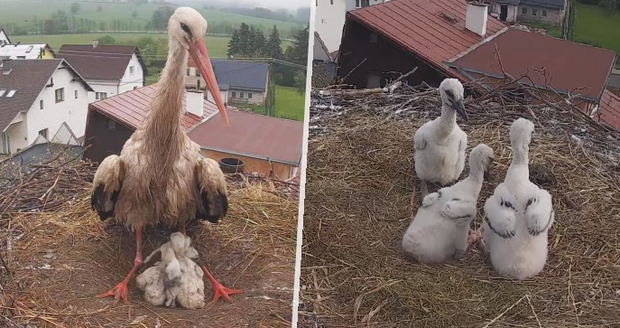 Čapí rodinka přišla o matku: Ptačímu vdovci teď pomáhají s krmením mláďat i místní obyvatelé