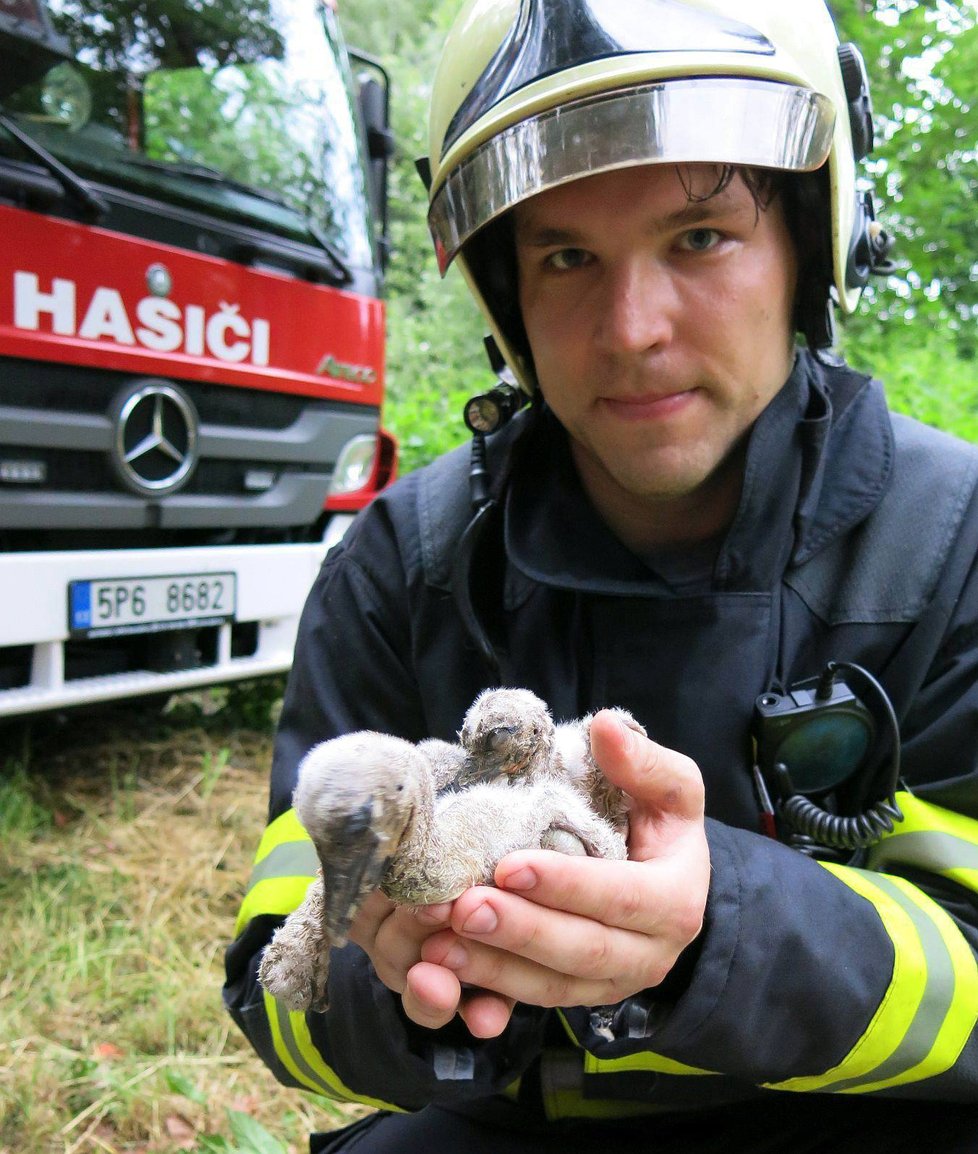 Auto srazilo a usmrtilo čápa, o mladé se museli postarat záchranáři.