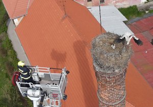 Narozené čápy sundali hasiči z hnízda na komíně ve Šťáhlavech. Osamocená čápice by se o ně nedokázala postarat.