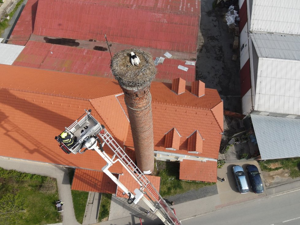 Narozené čápy sundali hasiči z hnízda na komíně ve Šťáhlavech. Osamocená čápice by se o ně nedokázala postarat.