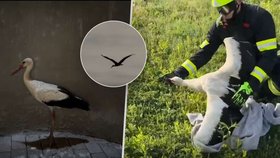 Záchrana čápa ze dna továrního komína ve Velkém Poříčí