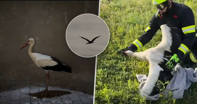 Záchrana čápa ze dna továrního komína ve Velkém Poříčí