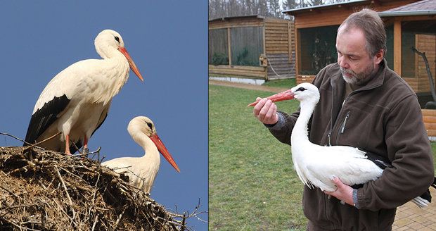 Čáp Vodňan, kterého sledovaly tisíce lidí, zahynul v Turecku! Nezvládl cestu z Afriky