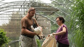 Nedávno jsme informovali o vypuštění čápa zpět do volné přírody na Tachovsku. Na fotografii je zachycena příprava na vypuštění