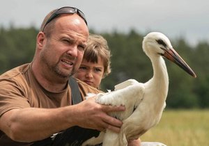 Vypuštění mladého čápa s vysílačkou na zádech zpět do volné přírody na Tachovsku.