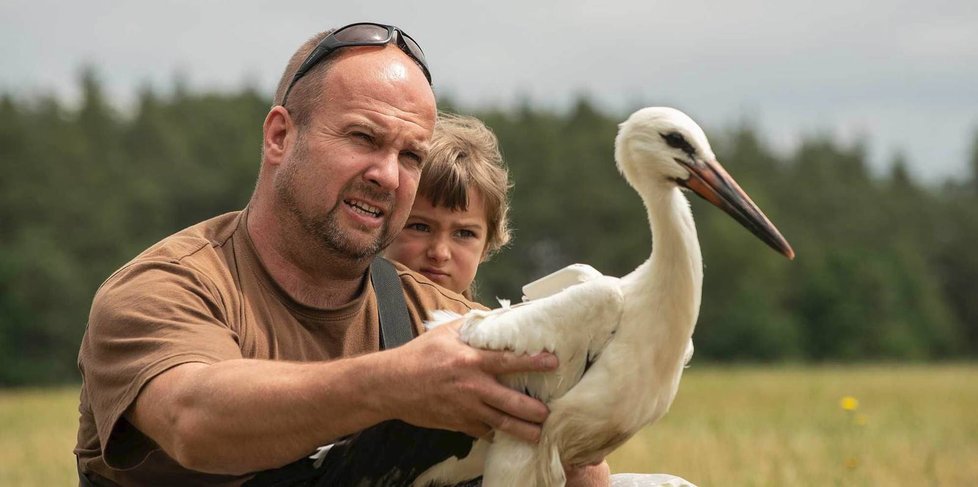 Vypuštění mladého čápa s vysílačkou na zádech zpět do volné přírody na Tachovsku.