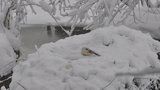 Fotografie čápa na sněhu děsí internet: Je to normální, uklidňují ochránci 