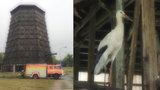 Čáp držel smuteční stráž u uhynulého druha pět dní: Z chladicí věže ho vysvobodili hasiči