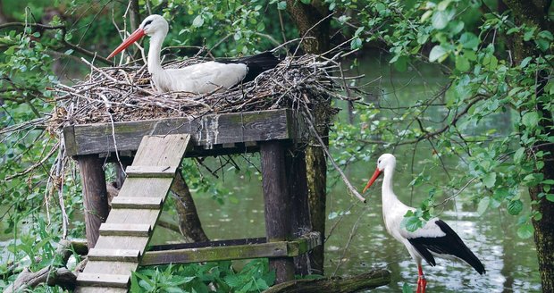 Samec zahřívá snůžku vajec stejně odpovědně jako samice