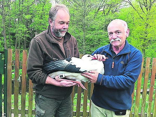 Šejna a odborník na telemetrii ptáků Lubos Peske mu nainstalovali GPS solární modul.