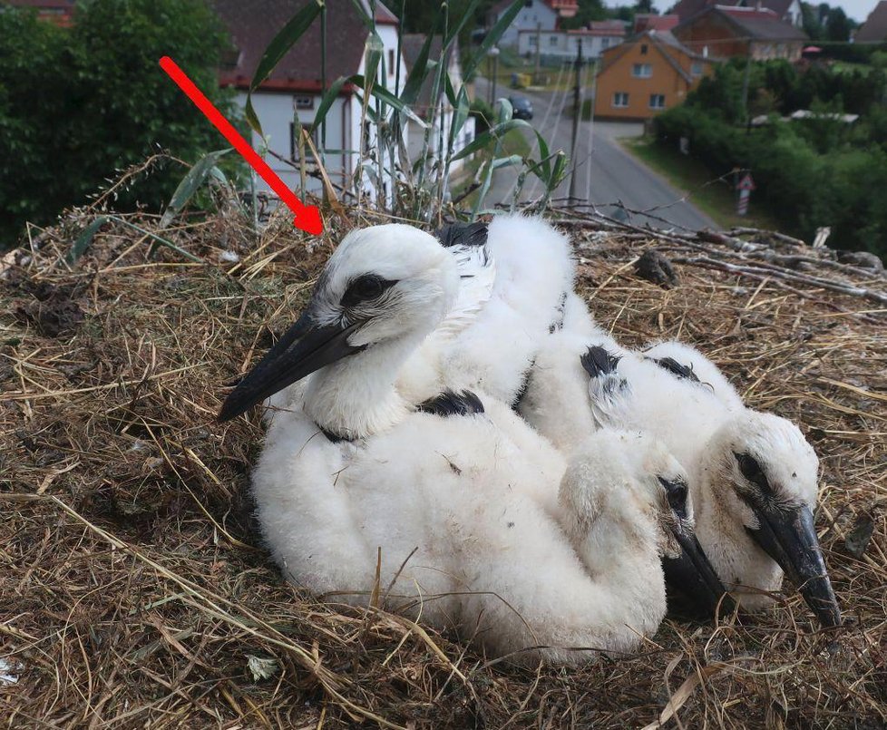 V Plzeňském kraji záchranáři přidali mláďata do cizích hnízd.