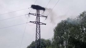 V Albrechtičkách uhořela čapí mláďata.