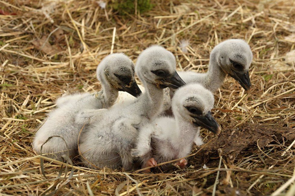Čtvrtek 4. května: Pohled do hnízda v záchranné stanici Makov na Písecku. Včera ráno už tam byla čtyři mláďata.