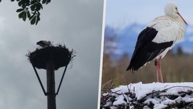 Do Česka se vrací čápi: Loni zaujal příběh mrtvé čápice i utýrané mládě!