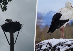 Do Česka se vrací čápi: Loni zaujal příběh mrtvé čápice i utýrané mládě!