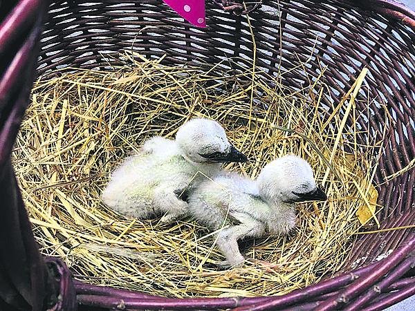 Po pár dnech od vyklubání putovala první dvě čápata do hnízda k náhradním rodičům Honzíkovi a Mařence.