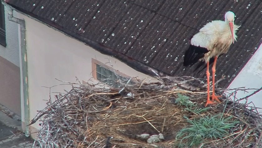 Krátce po čtvrteční bouřce byla ještě všechna mláďata živá, dvě z nich ale začínala chřadnout.