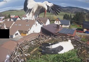 Čapí celebrita, Bukáček z Mladých Buků na Trutnovsku, se vrátil na Velký pátek 2024 na hnízdo. Jeho partnerka Betynka přiletěla o pár dnů dříve.