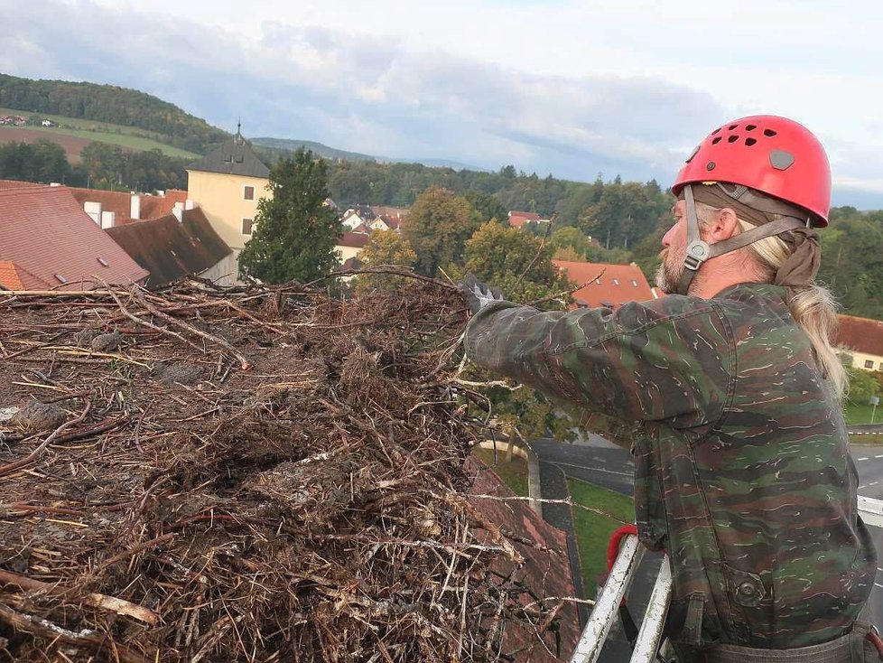 Odlehčit čapí hnízdo není žádná hračka, zvláště když se na zvířecí záchranáře za chvíli vyrojí vosy.