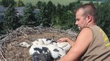 Smutná zpráva: Mláďat čápů ubývá, zvířecí záchranáři je kroužkovali na západě Čech