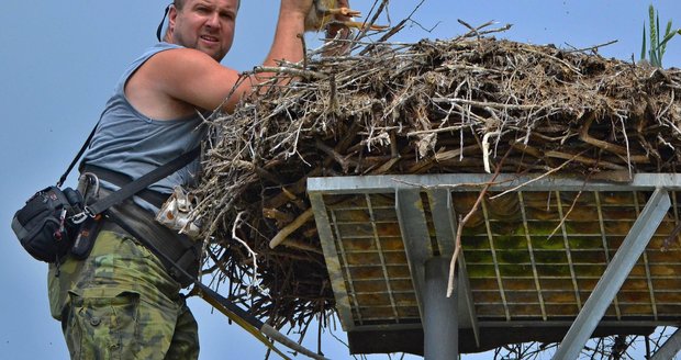 Zvířecí záchranář Karel Makoň při kroužkování letošních čapích mláďat v Plzeňském kraji.