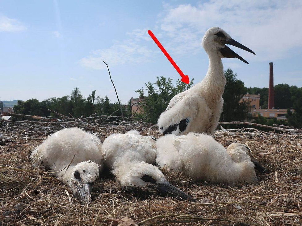 Letošní osiřelá čápata z Domažlicka, která zvířecí záchranáři přidali do cizích hnízd v Plzeňském kraji.