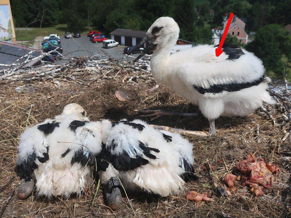 Letošní osiřelá čápata z Domažlicka, která zvířecí záchranáři přidali do cizích hnízd v Plzeňském kraji.