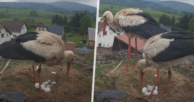 Nadílka u Bukáčka s Betynkou: Vyklubala se dvě čápátka! 