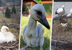 Čapích nadšenců v Česku přibývá: Pět dojemných i šokujících ptačích příběhů