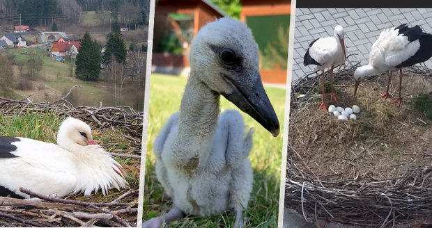 Čapích nadšenců v Česku přibývá: Pět dojemných i šokujících ptačích příběhů