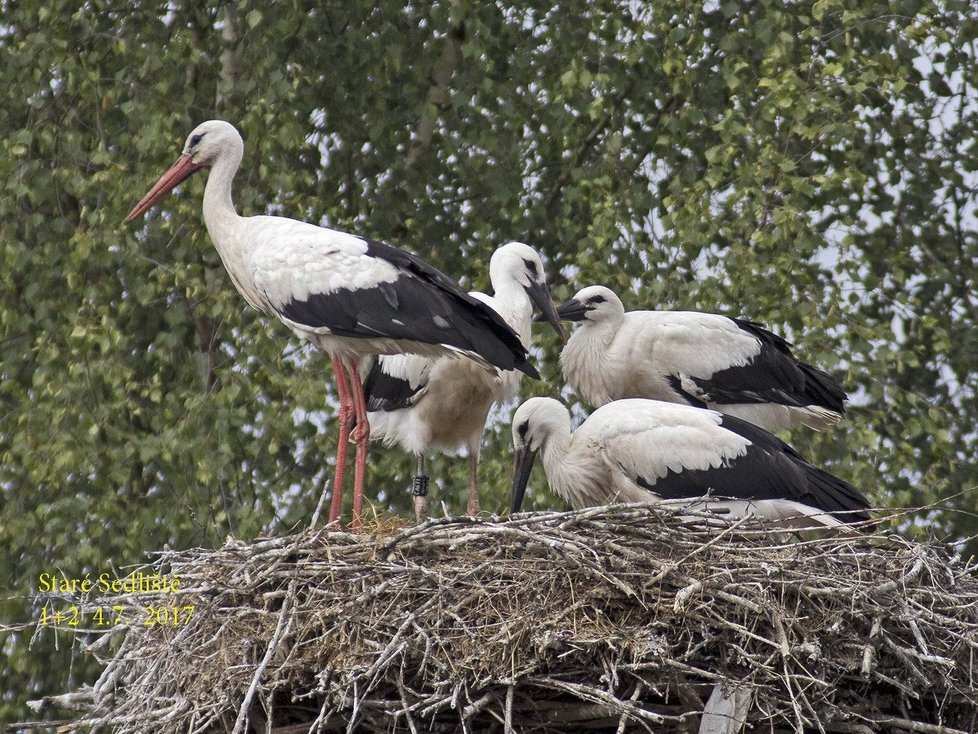 Zvířecí záchranáři podstrčili osiřelá čápata do cizích hnízd, adoptivní rodiče je přijali.