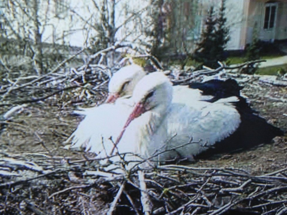 Péče o čapí mláďata je dlouhá a náročná. Čápi kvůli tomu stihnou jen jednu snůšku za rok