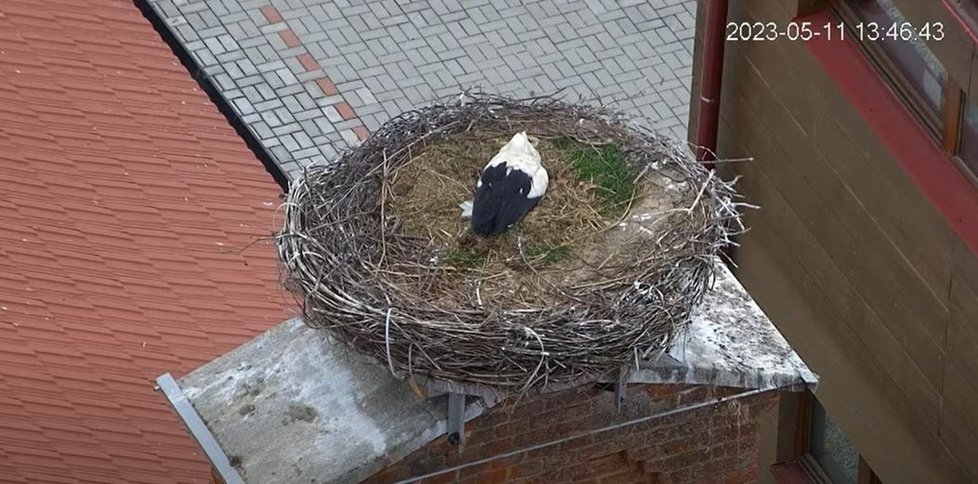 Dvě čápice na hnízdě v Chýnově snesly celkem 8 vajec