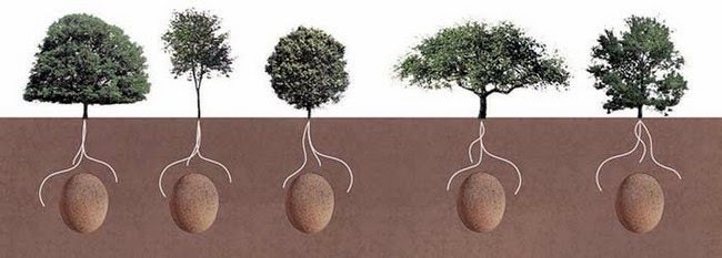 Celý koncept projektu je jednoduchý. Tělo zemřelého se místo v rakvi pohřbí do země v pytli spolu se semenem stromu, který bude využívat živiny z tlejícího těla.