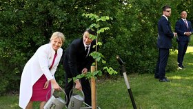 Zuzana Čaputová vysadila slovenský národní strom v pražské botanické zahradě (12.6.2024).