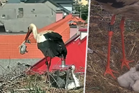 Krutá podívaná drásá diváky: Matky vyhazují čápata z hnízd!