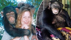 Carla šimpanze Travise znala od malička. Těsně před útokem ale změnila účes a Travis ji zřejmě nepoznal.