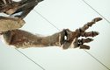 Detail kostry přední končetiny karnotaura