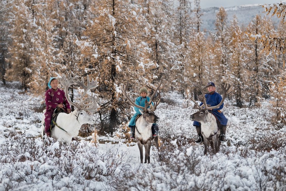Mongolští Cátanové jsou jedněmi z posledních kočovných pastevců sobů na světě. 